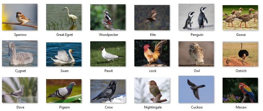 Birds Name in Hindi with Images